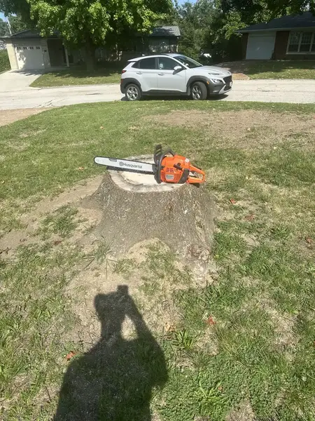 Tall stump with a chainsaw resting on top