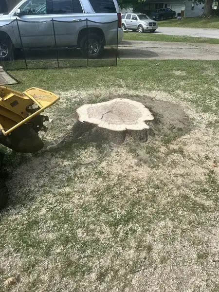 Stump grinder at a large stump behind a safety screen