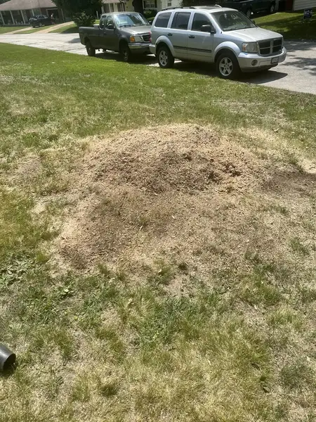 Wood chip mound on a lawn near the street