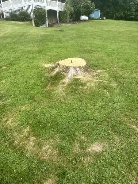 Stump in a large lawn near a house with a porch