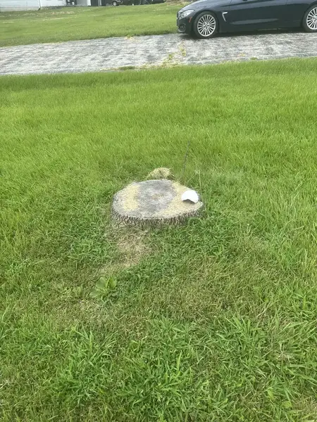 Low stump in a lawn by a driveway