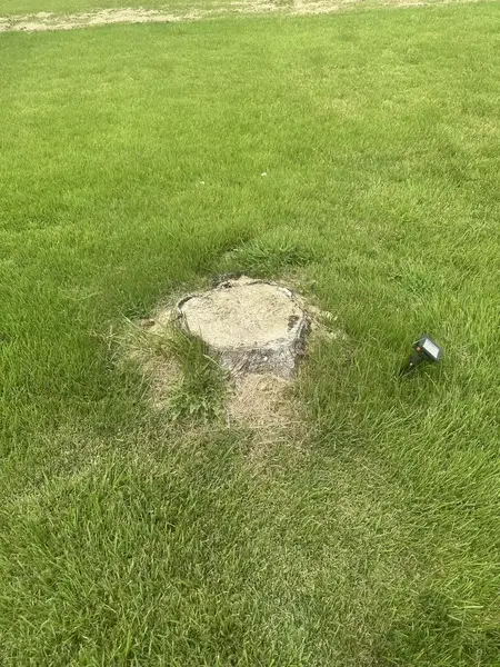 Low stump in a lawn