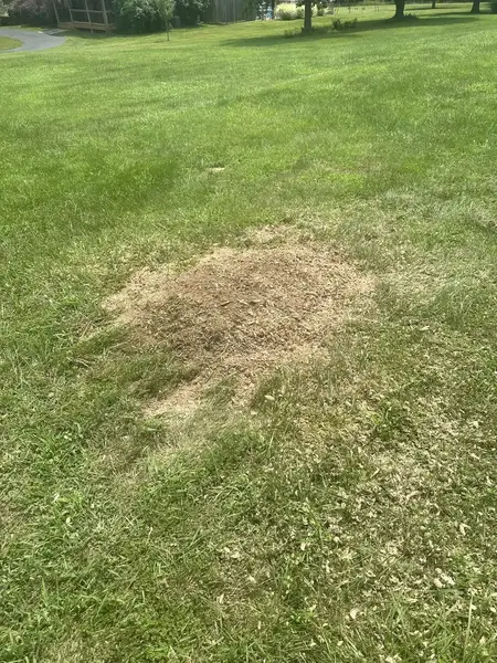 Wood chip patch in a lawn
