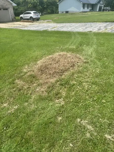 Wood chip patch in a lawn near a driveway