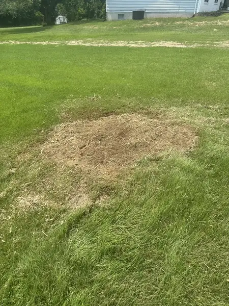 Wood chip patch in a large lawn