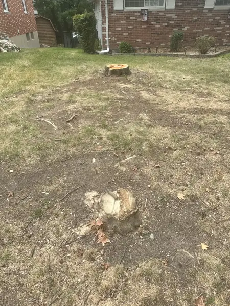 Stumps in a dry front lawn of a brick home