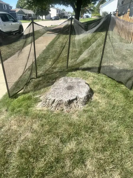 Stump behind a safety screen near the street