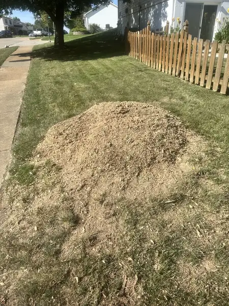 Wood chip mound in a front lawn beside a picket fence