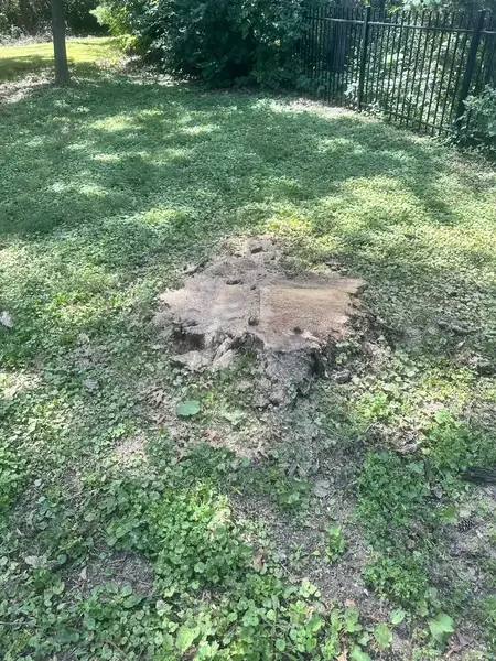 Flat old stump in a shaded lawn