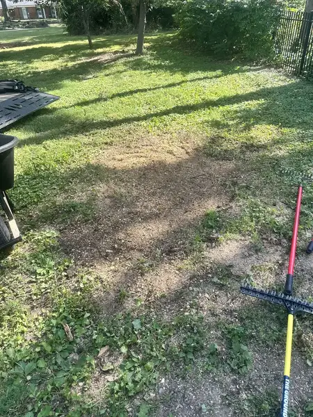 Ground-out patch in a shaded lawn with a rake