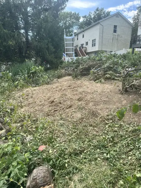 Cleared ground in an overgrown backyard