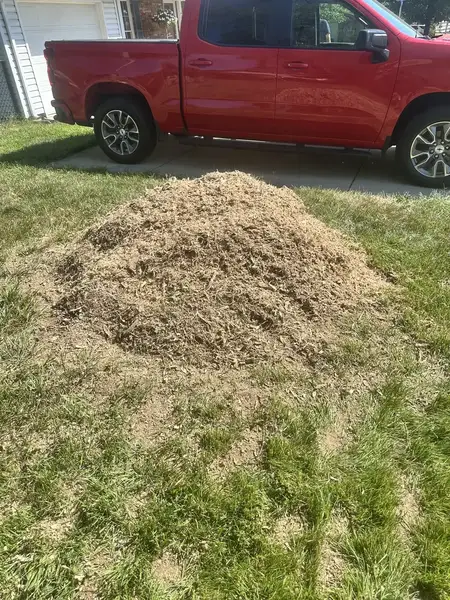 Wood chip mound in a front yard