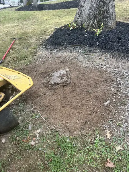 Stump grinder next to a small stump near a mulched tree