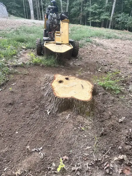 Stump grinder behind a large stump on bare ground