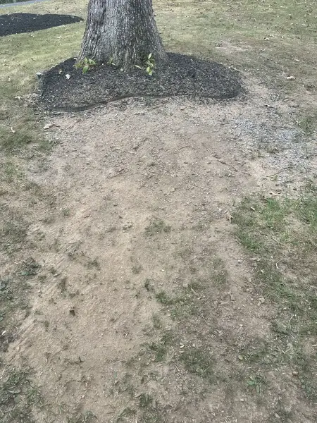 Ground-out area by a mulched tree