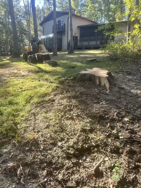 Stumps in a yard near a house