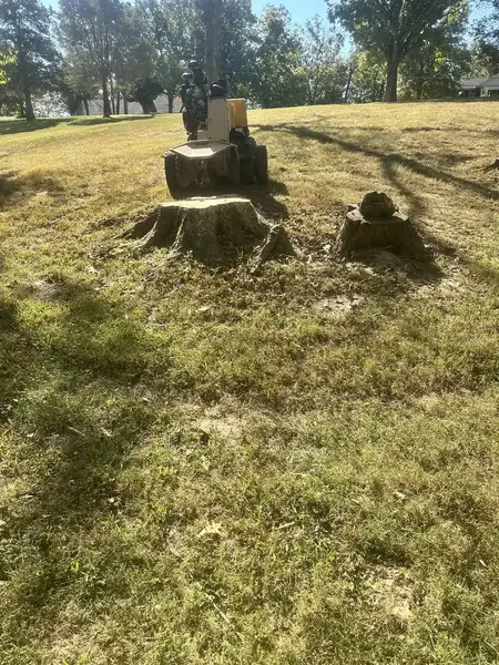 Two stumps on a lawn